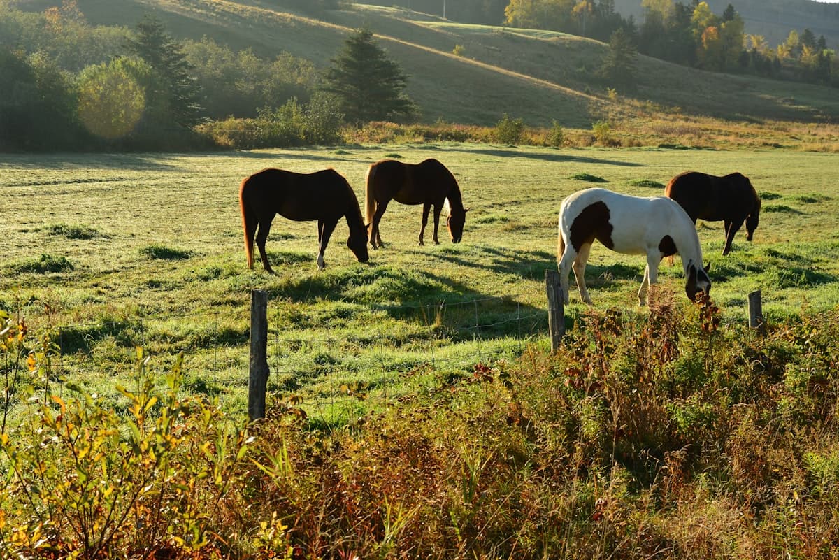 Horses grazing in English countryside