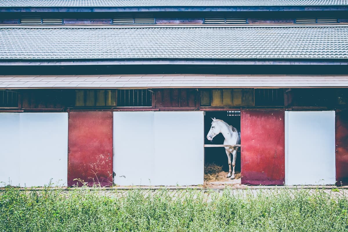 Horse in modern equestrian stables